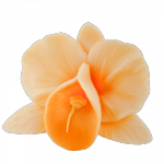 Kwiaty cukrowe - Storczyk opak. 10 szt. herbaciany