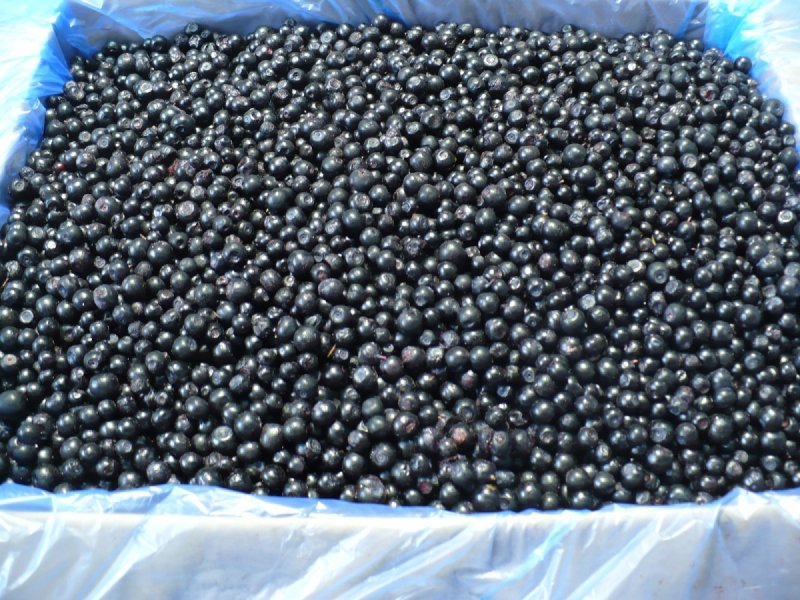 [BEL GUSTO] Jagoda polska luz 10kg