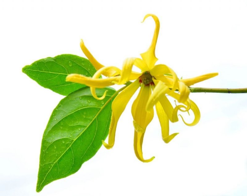 Olejek Ylang-Ylang, 100% Naturalny, Aromatika, 10ml