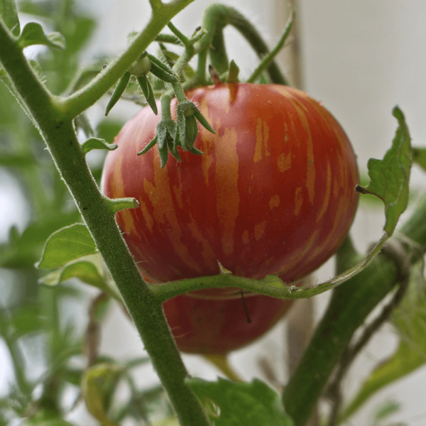 Pomidor Tigerella nasiona