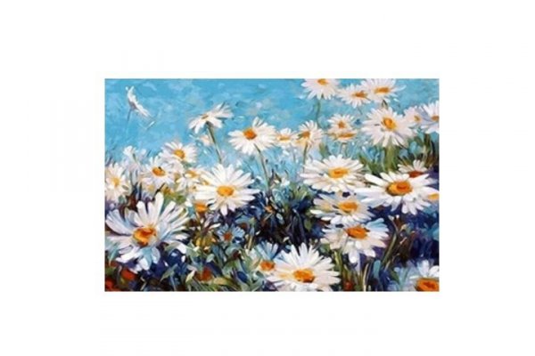 Norimpex Malowanie po numer.Kwiaty stokrotki 1007689