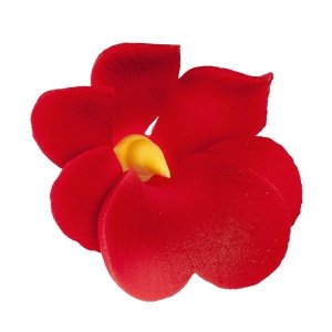 Miltonia czerwona 10 szt