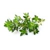 White Thyme Oil, Now Foods, 30ml