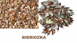 Zestaw 50 szt liści do wypełnień ghillie BIERIOZKA 2