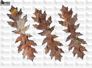 Zestaw 50 sztuk liści ŚCIÓŁKA LEŚNA K