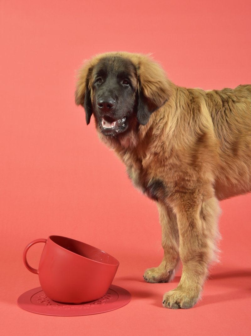United Pets Milano CUP Duża Miska dla Psa 2500 ml / Czerwona