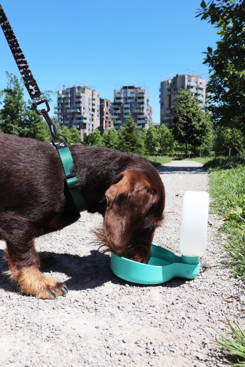 United Pets Milano PINGUI Poidło - Butelka na Wodę dla Psa / Żółta