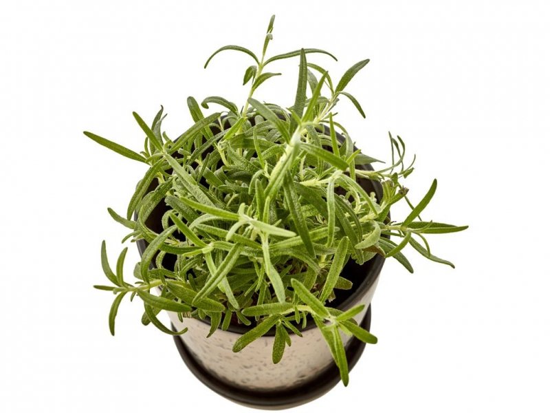 Bitz NORDIC Doniczka ze Spodkiem do Kwiatów - Ziół 14 cm / Brązowa