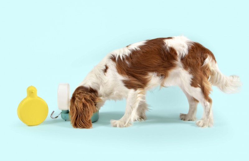 United Pets Milano PINGUI Poidło - Butelka na Wodę dla Psa / Niebieska