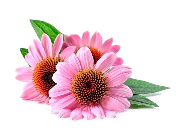 Jeżówka - Echinacea EQUIHERBS 1KG