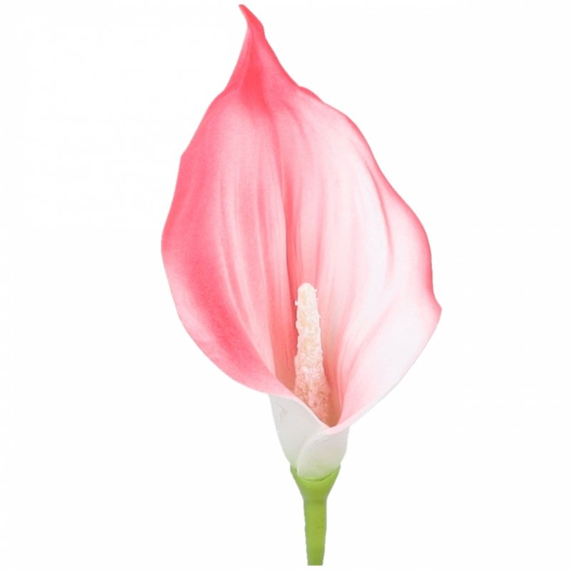 Główki Calla 6szt Koral KR1941D [50opak]