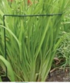 PODPORA DO ROŚLIN KWIATÓW OBEJMA półokrąg 35 cm fi 6mm