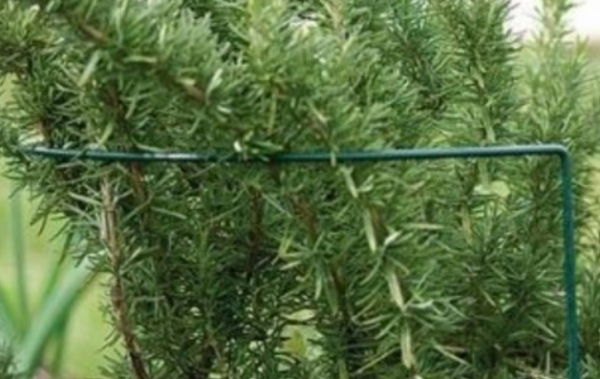 PODPORA podpórka DO ROŚLIN KWIATÓW półokrąg 60 cm fi 6mm
