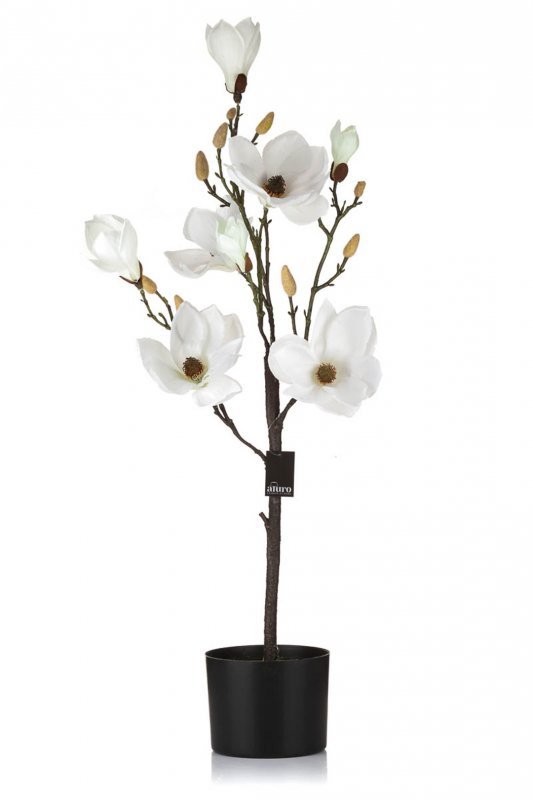 Magnolia biała w doniczce_Aluro