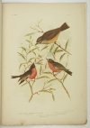 [BROJNOWSKI Józef Gracjan] BROINOWSKI G[racjus] J. - Birds of Australia. Vol. 5, nr 4