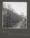 [OGRODNICTWO w Pillnitz - fotografie sytuacyjne i widokowe].