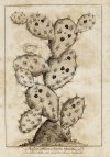 ZIMMERMANN E[berhard] A[ugust] W[ilhelm] von - Taschenbuch der Reisen, oder unterhaltende Darstellung der Entdeckungen des 18-ten Jahrhunderts, in Rücksicht der Länder Menschen und Productenkunde. Für jede Klasse von Lesern. Fünfter Jahrgang.