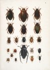 KRANCHER O[skar], UHMANN E[rnst] - Die Käfer, ihr Bau und ihre Lebensweise nebst Anleitung zur Beobachtung, Aufzucht und zum Sammeln. Mit 20 farbigen Tafeln und 8 Textabbildungen.