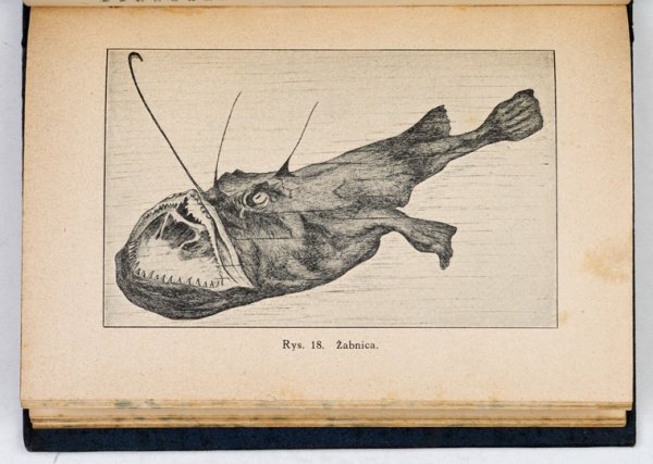 VIEWEGEROWA Jadwiga - Z życia ryb. Z 30 rycinami w tekście