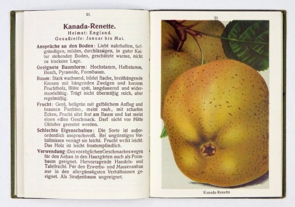 SCHOMERUS [Johannes] - Sachsens Apfel- u. Birnsorten.