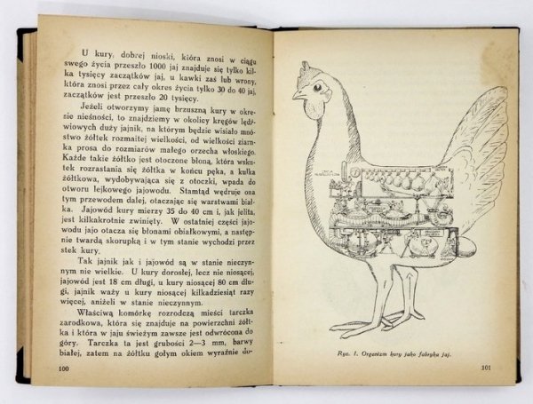 SZUMAN J[erzy] - Rocznik hodowcy drobiu. Rok VII