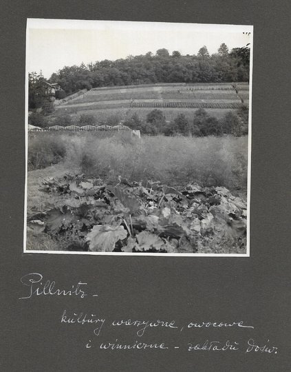 [OGRODNICTWO w Pillnitz - fotografie sytuacyjne i widokowe].