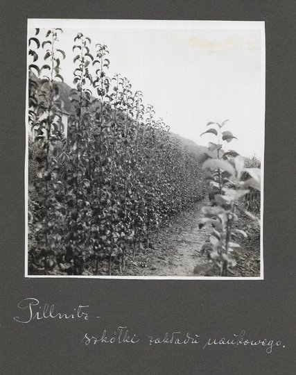 [OGRODNICTWO w Pillnitz - fotografie sytuacyjne i widokowe].
