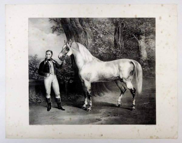 GERBER Friedrich, VOLMAR Joseph - Anatomischer atlas des Pferdes. Hsrg.