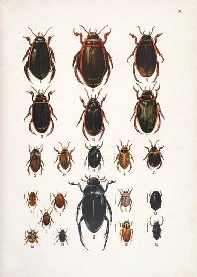 KRANCHER O[skar], UHMANN E[rnst] - Die Käfer, ihr Bau und ihre Lebensweise nebst Anleitung zur Beobachtung, Aufzucht und zum Sammeln. Mit 20 farbigen Tafeln und 8 Textabbildungen.