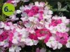 Werbena wisząca pink wing 6 sztuk