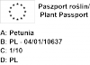 Surfinia purpurowa 6 sztuk