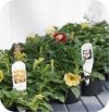 Supertunia Mini Vista Yellow 6 sztuk