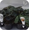 Begonia Fragrant Mix 6 sztuk