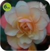Begonia Champagner 6 sztuk