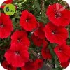 Supertunia Vista Strawberry 6 sztuk