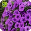 Supertunia Mini Vista Blue 6 sztuk