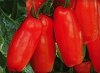 Pomidor szczepiony Uriburi