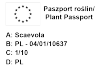 Scewola różowa 6 sztuk