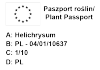 Kocanka Silver 6 sztuk
