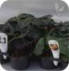 Begonia Fragrant Falls 6 sztuk