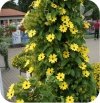 Thunbergia Yellow Dark Eye 6 sztuk