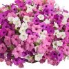 Supertunia Beautical Red 6 sztuk