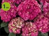 Hortensja ogrodowa Speedy Red