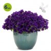 Supertunia Mini Vista Ultramarine 6 sztuk