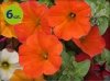 Supertunia Beautical Red 6 sztuk