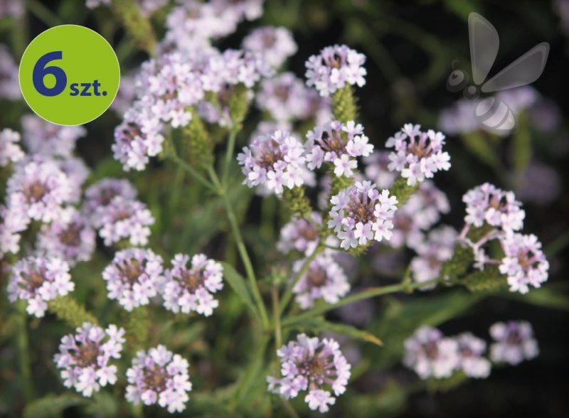 Werbena rigida Polaris 6 sztuk