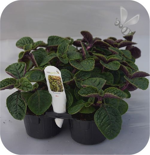 Plectranthus Nico 6 sztuk