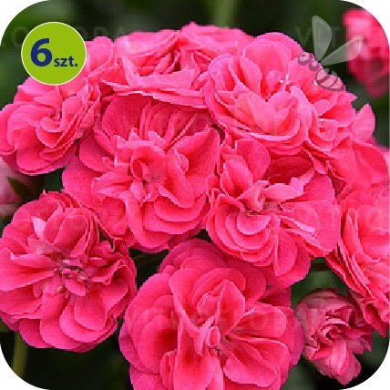 Pelargonia Rosebud  Linda 6 sztuk