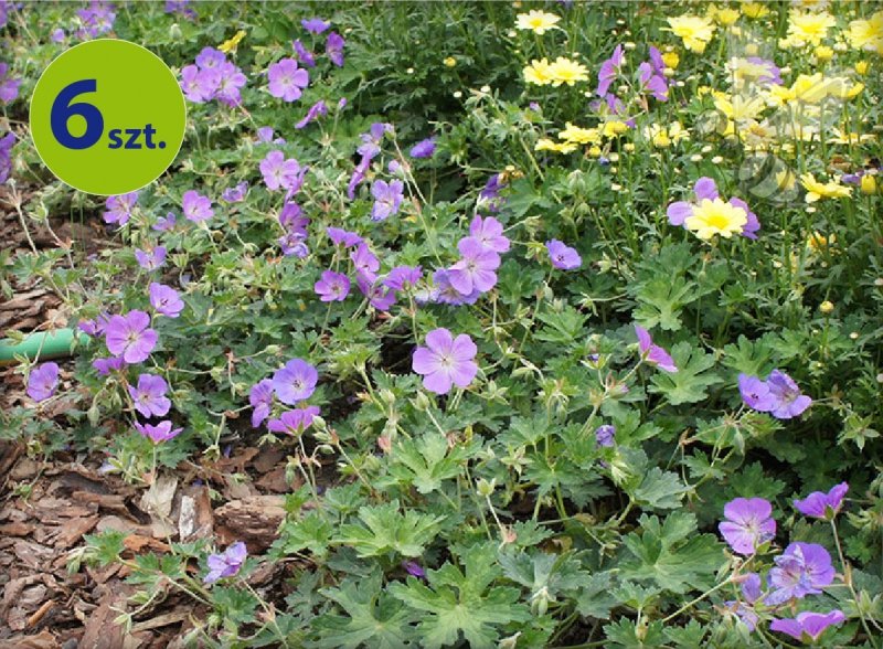 Geranium rozanne