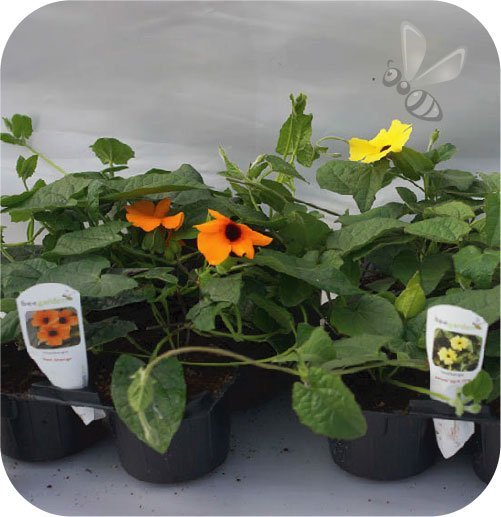 Hedera green wonder 6 szt.